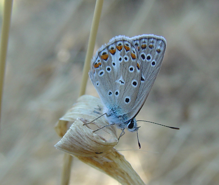 Polyommatus icarus